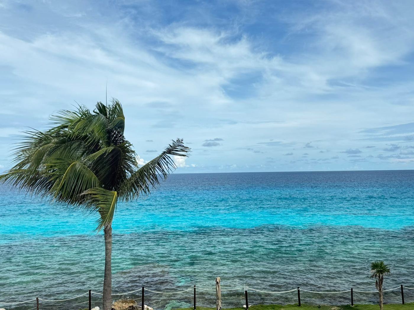 Palm tree and turquoise Caribbean sea