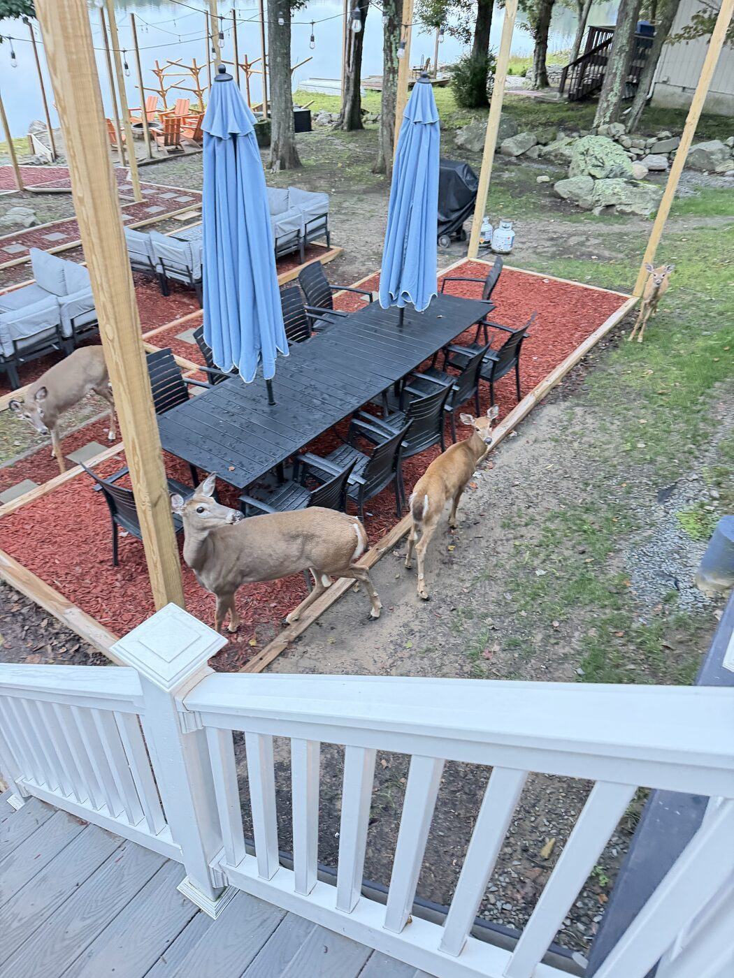 Deer walking past the patio of a Poconos rental house